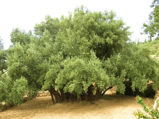 Al-Badawi Tree: One of the Worlds Oldest Olive Tree - PaliRoots